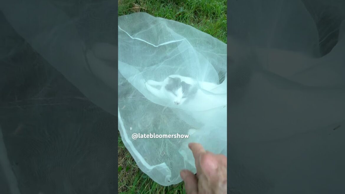 Did the bag kill my tree? @theplanttechie #gardening