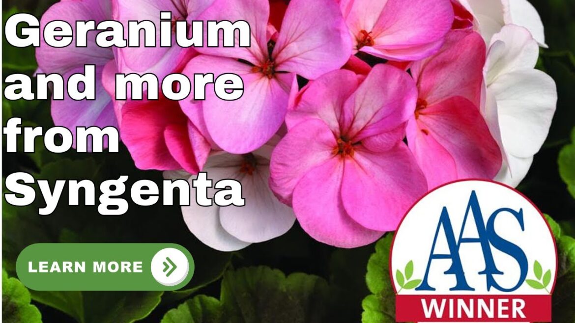 All-America Selections Flowers & Vegetables: All-America Selections (AAS) Winners: From Syngenta🌱 All-America Selections (AAS) Winners: From Syngenta🌱