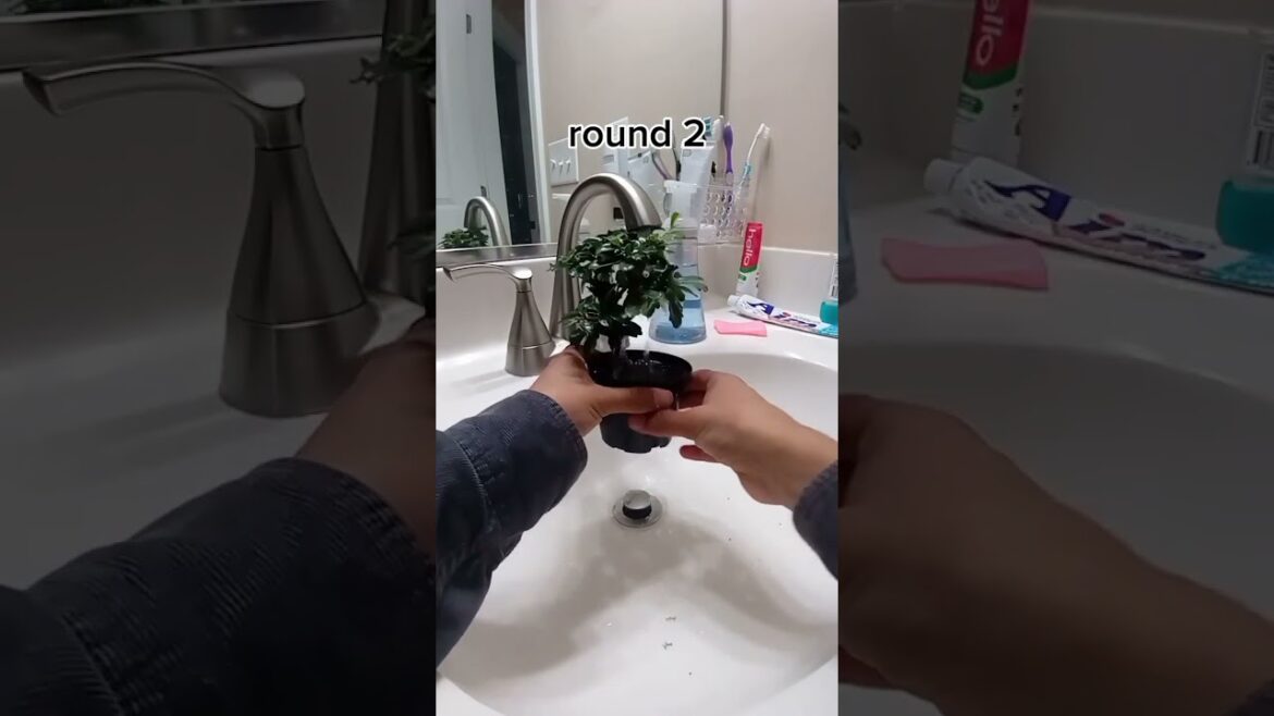 Bonsai watering. #bonsai #plants #greenthumb #gardening #japan #japanese #japaneseculture