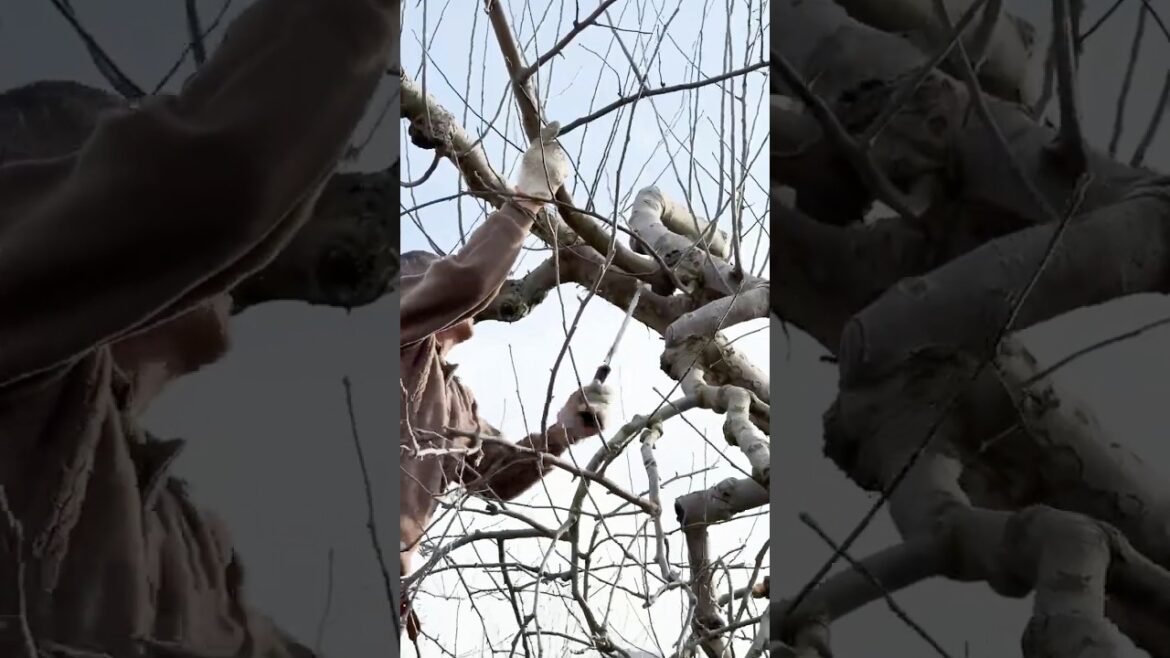Effortless Cutting: Japanese Pruning Saw in Action #shorts