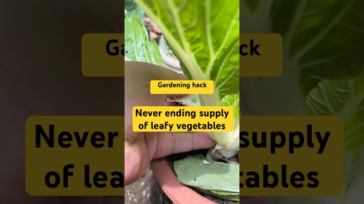Gardening hacks: Never ending supply of leafy vegetables