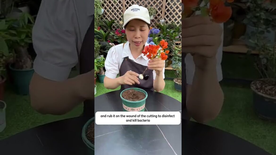 #terracegardenindia #gardenlandscaping #gardendesign #gardeningadvice #growyourownfood #lakshivga #terracegardenindia #gardenlandscaping #gardendesign #gardeningadvice #growyourownfood #lakshivga