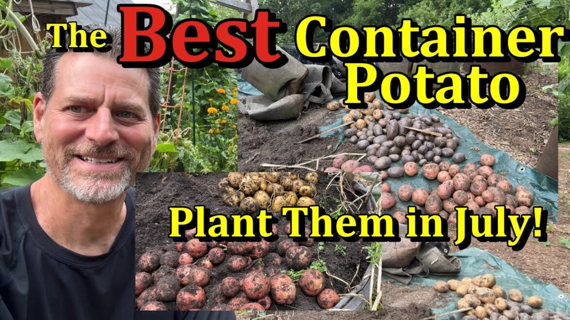 Gary Pilarchik: How to Plant ‘July’ Container Potatoes & Harvest Examples (The Best Container Potato to Plant) How to Plant 'July' Container Potatoes & Harvest Examples (The Best Container Potato to Plant)