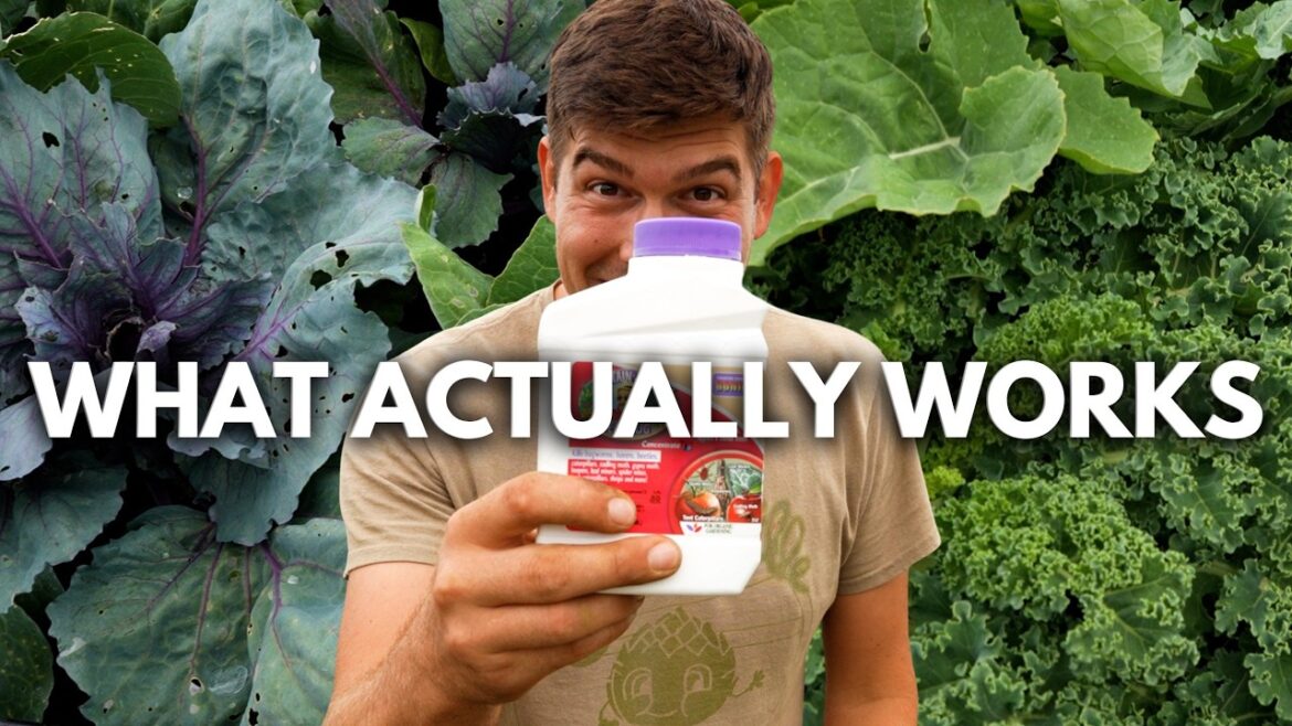 An ABANDONED Caribbean Distillery Held The Solution For Organic Pest Control!