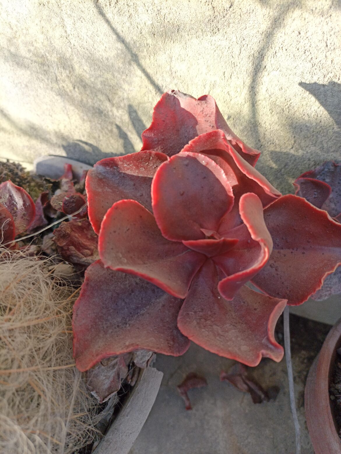 Echeveria Unknown ID