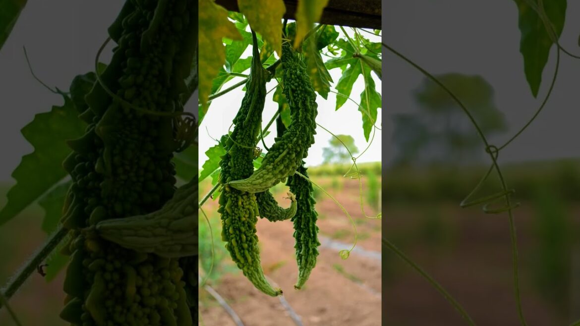 #shortsfeeed #garden ideas vegetable picture video