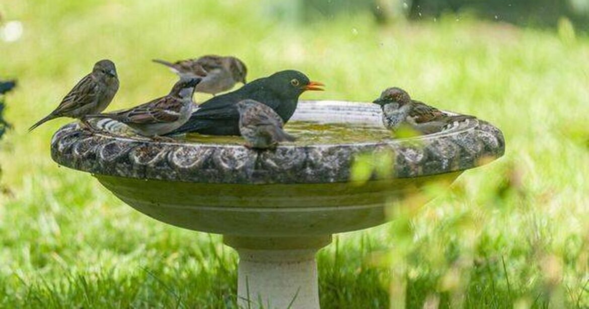 Gardeners told put one common item in their birdbaths during July Ipso logo