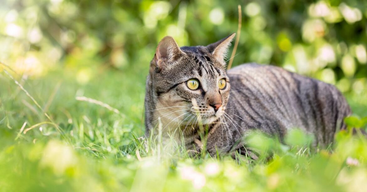 Cats avoid using gardens if you put out 3 scraps they ‘absolutely hate’ Ipso logo