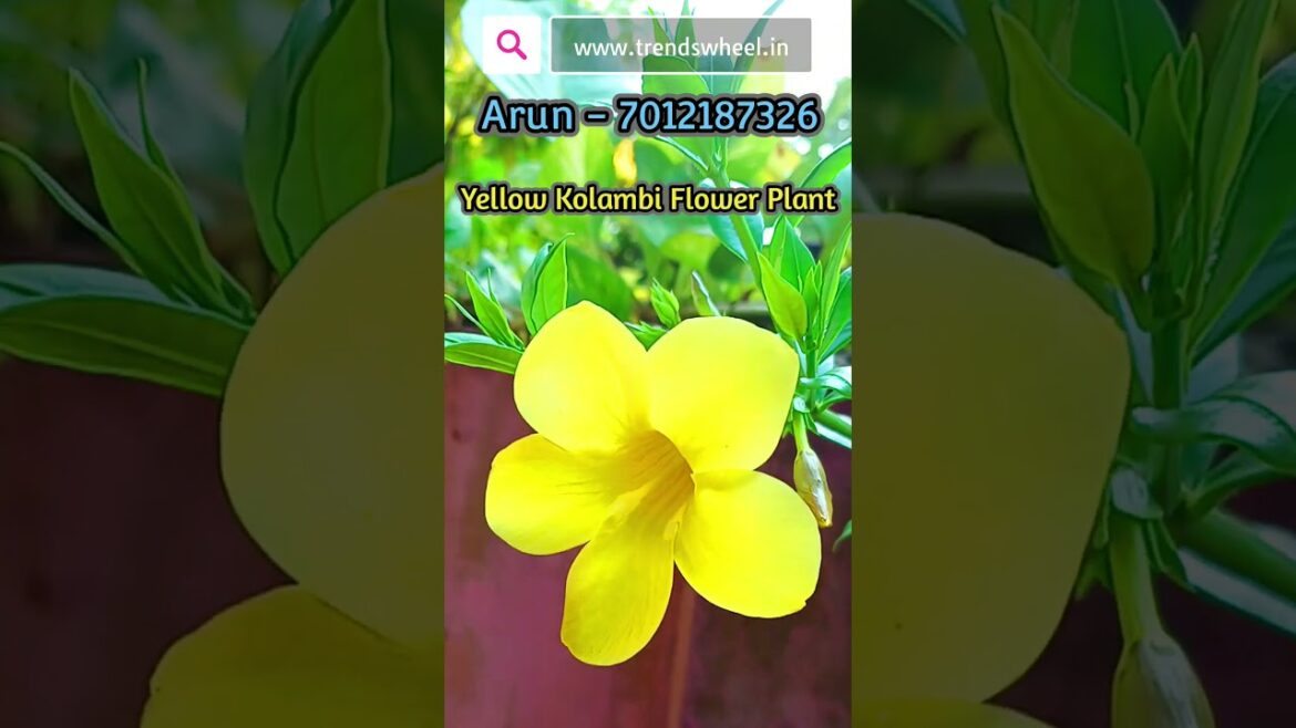 Yellow Kolambi Flower Plant Allamanda Trends Wheel Shorts #trendswheel #floweringplants #kolambi