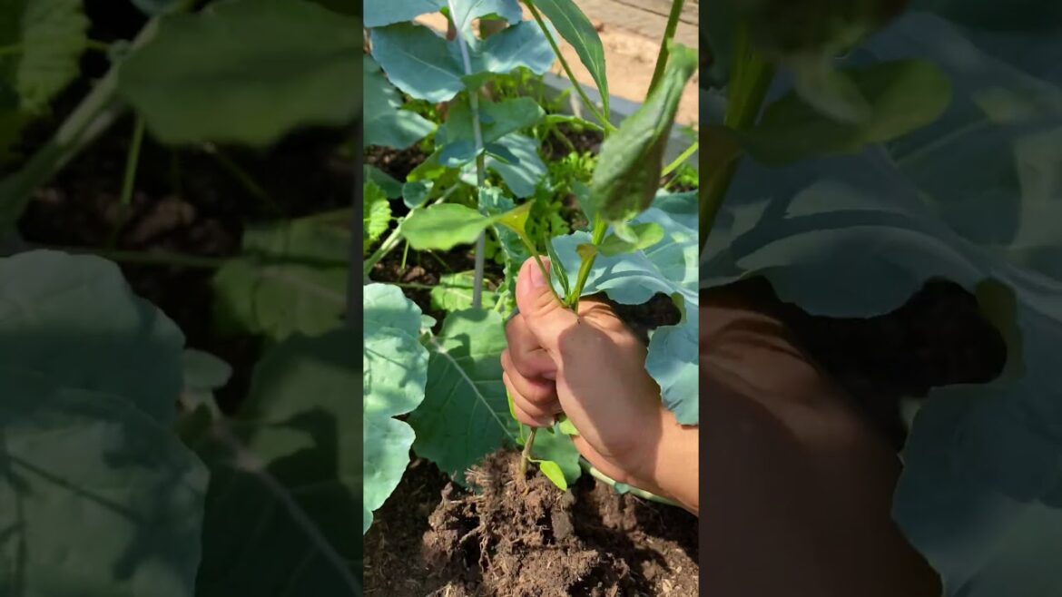 gardening ideas for home / tips for growing/ enjoy with organic vegetable #shorts #gardening gardening ideas for home / tips for growing/ enjoy with organic vegetable #shorts #gardening