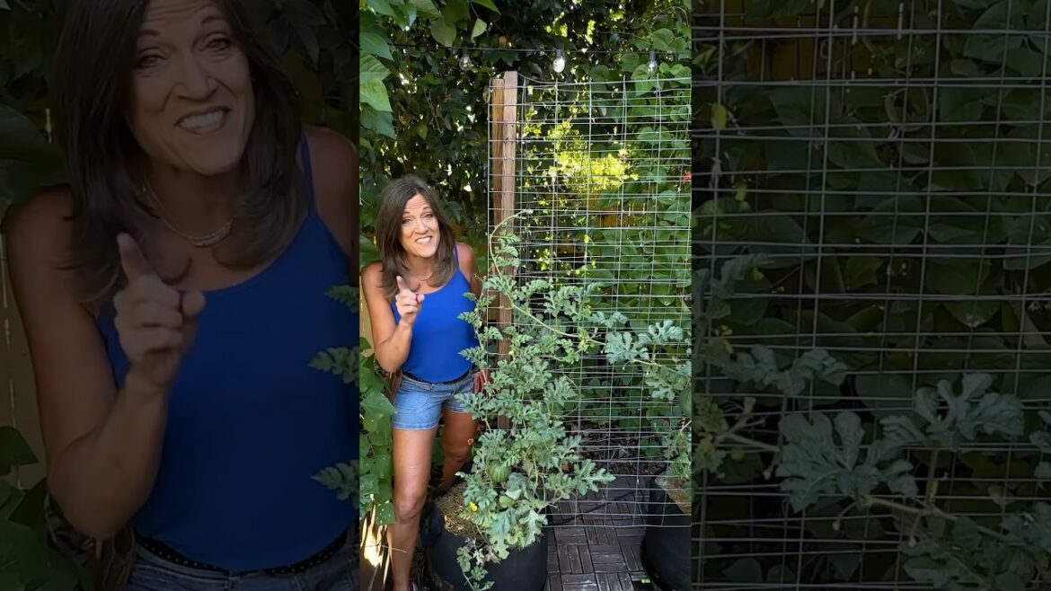 “All We Want Is Space,”  Said The Watermelons