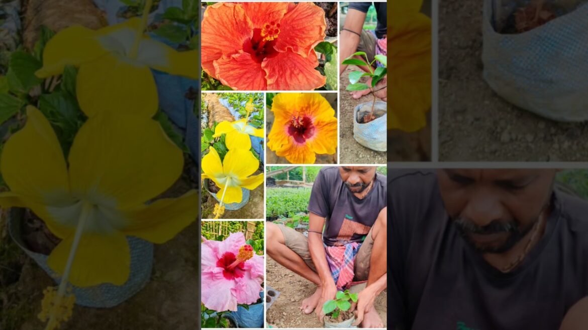 Hibiscus Rootstock Planting for Healthy Growth & Flowers 🌺 #shorts Hibiscus Rootstock Planting for Healthy Growth & Flowers 🌺 #shorts