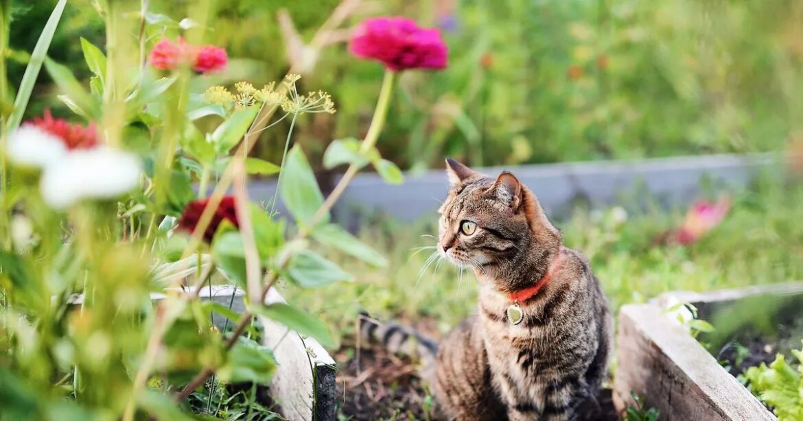 Cats will keep away from your garden if you use 3 items gardeners ‘swear by’ Ipso logo