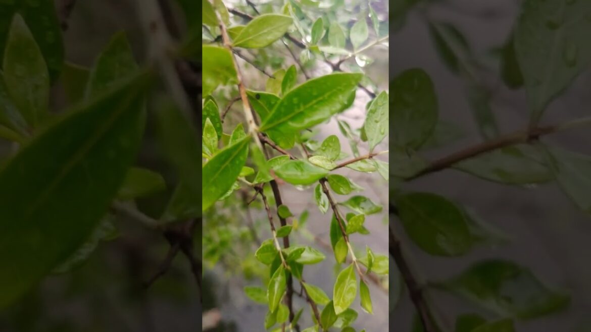 The Future of Rooftop Gardens: Beauty Trends for 2025 The Future of Rooftop Gardens: Beauty Trends for 2025