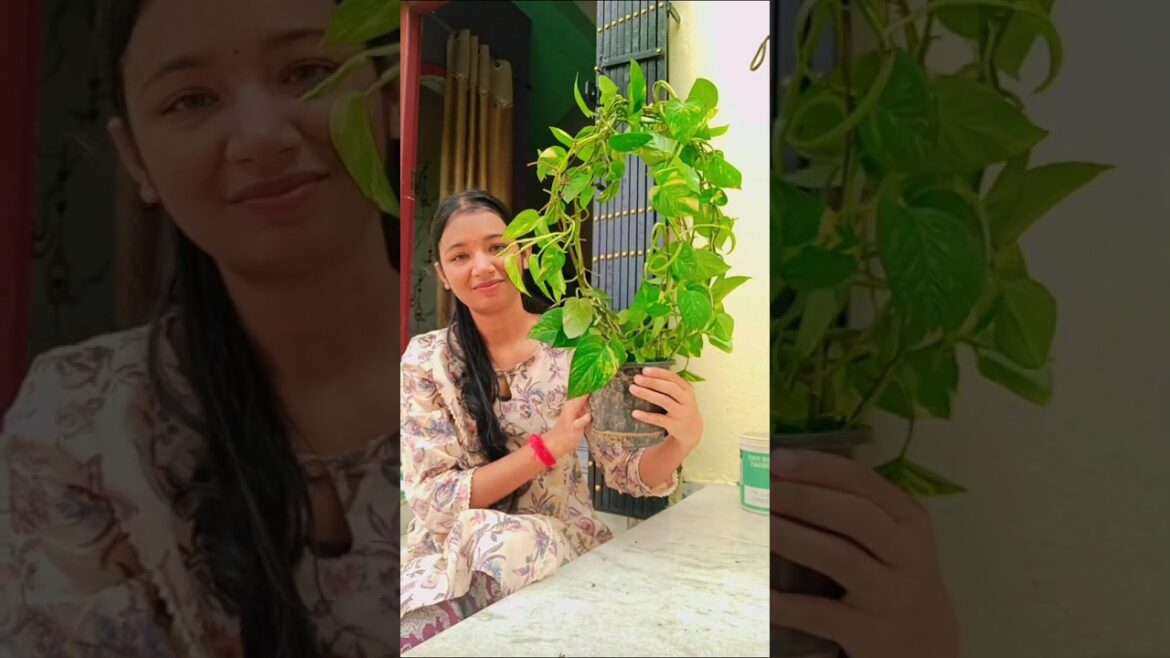 টাকার গাছটা সাজাতে গিয়ে কি হয়ে গেলো?#plants  #gardening#gardeningtips