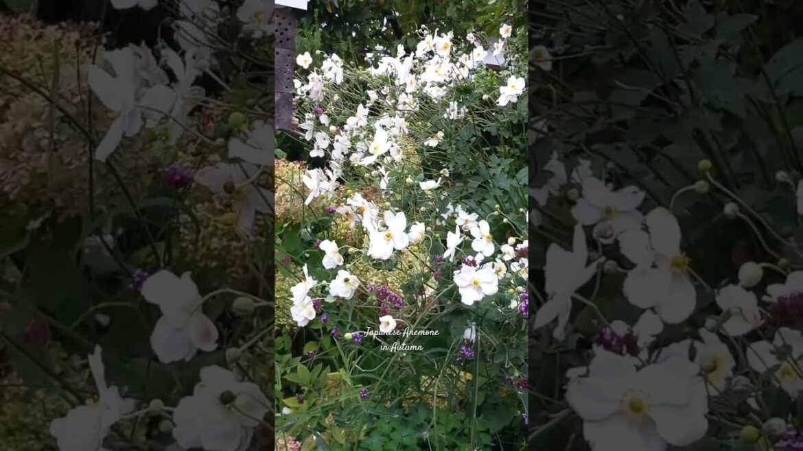 Autumn in our Garden - Japanese Anemone 'Honorine Jobert'#shorts#gardening#flowers