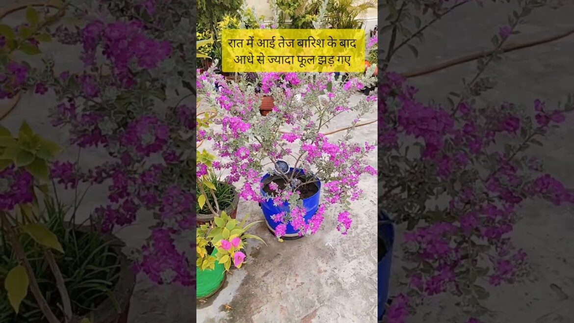 Texas Sage in full bloom in a Container on my terrace Garden #flowers  #ytshorts #containergardening