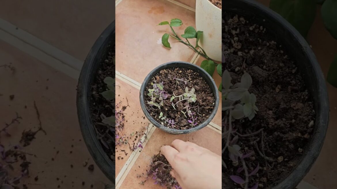 Growing turtle vine from cuttings #garden #garenafreefire #plantssparkjoy Growing turtle vine from cuttings #garden #garenafreefire #plantssparkjoy