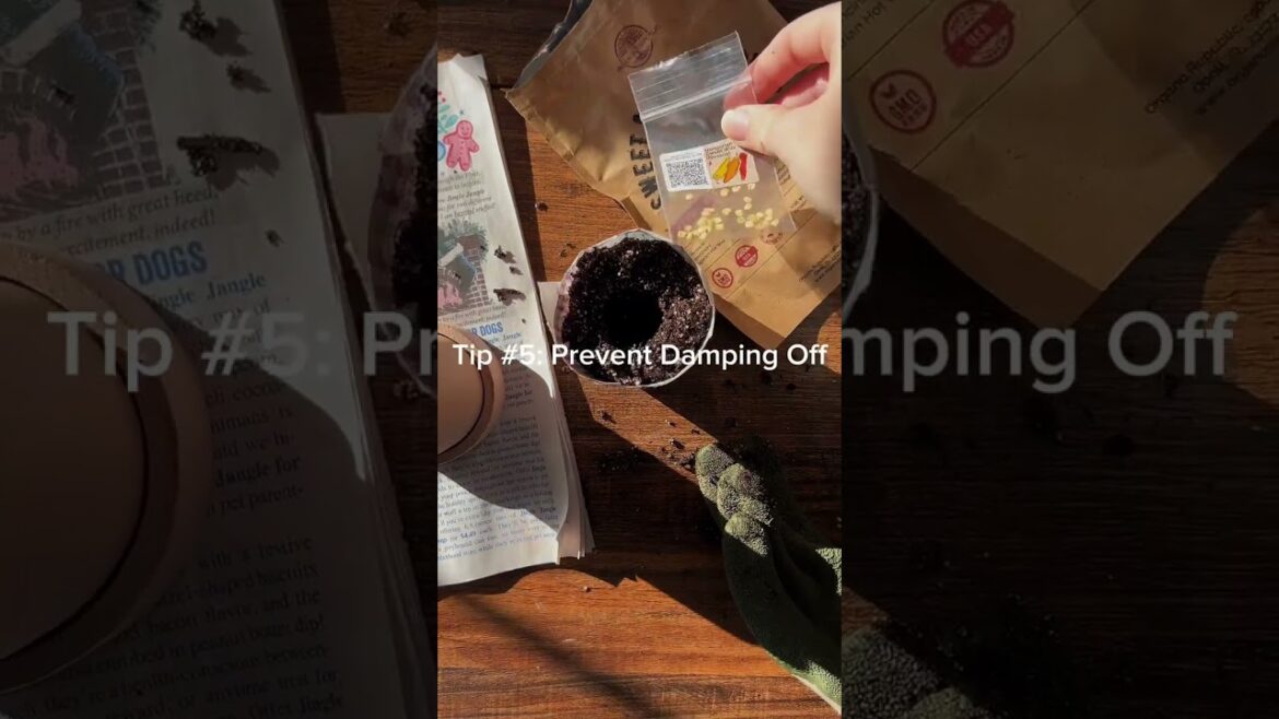 6 Essential Seed Starting Tips