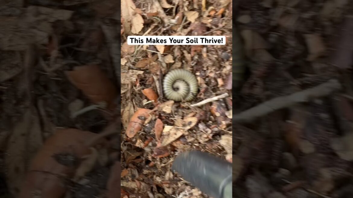 Things I Wish I Knew As A First-Time Gardener | #gardeningtips #gardening #vegetablegarden #tips