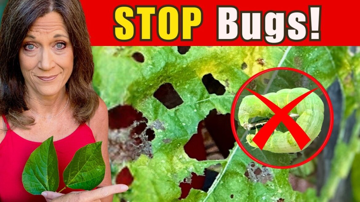 STOP Bugs BEFORE They Destroy Your Garden (Organically)
