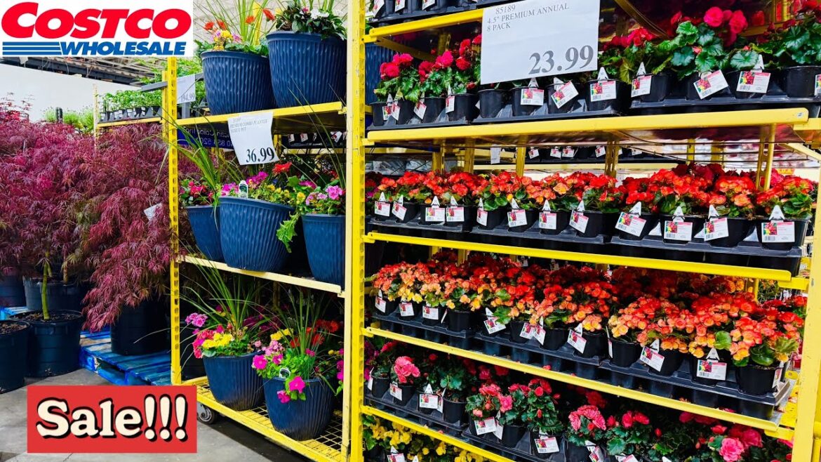 Costco Garden Veggies - Tropical Plants - Lavender - Japanese Maple - Annuals - Garden Supply