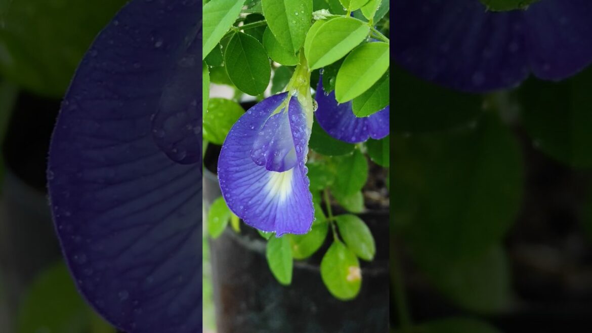 🌱how to grow aprajita। how to get flowers in aprajita। aprajita plant ki care kaise kare । #viral