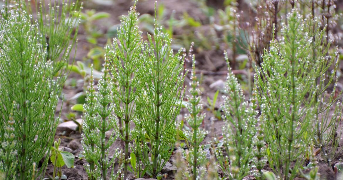 Get rid of invasive weed from garden that is ‘almost impossible’ to kill Ipso logo