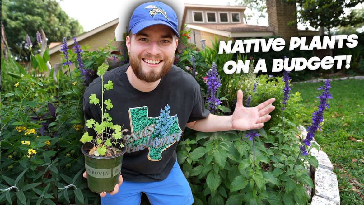 Cheap Native Plants for your Garden!! Yard Makeover in Zone 9, Houston Texas Cheap Native Plants for your Garden!! Yard Makeover in Zone 9, Houston Texas