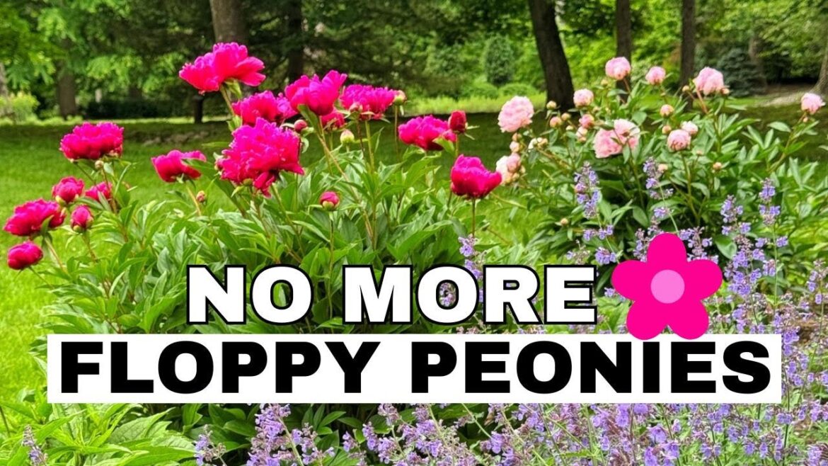 MY PEONY GARDEN 🌸 Stop Blooms From Flopping Over (A Before & After Guide) 🌸 Companion Planting Ideas MY PEONY GARDEN 🌸 Stop Blooms From Flopping Over (A Before & After Guide) 🌸 Companion Planting Ideas