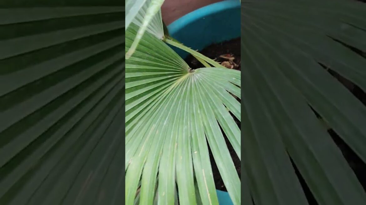 fountain palm #nature #trending #gardening #viralvideo #shorts #palmeiras #homegardening #tree fountain palm #nature #trending #gardening #viralvideo #shorts #palmeiras #homegardening #tree