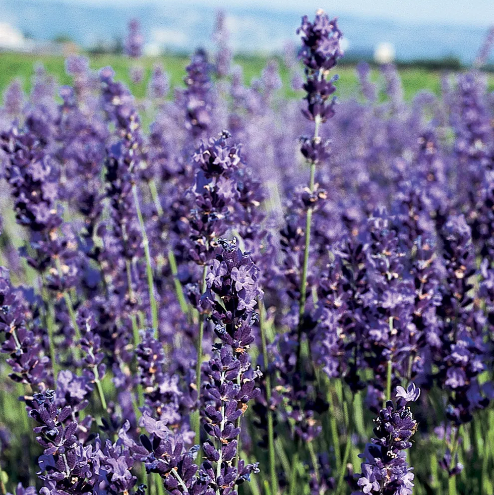 Provence Blue Provence Blue