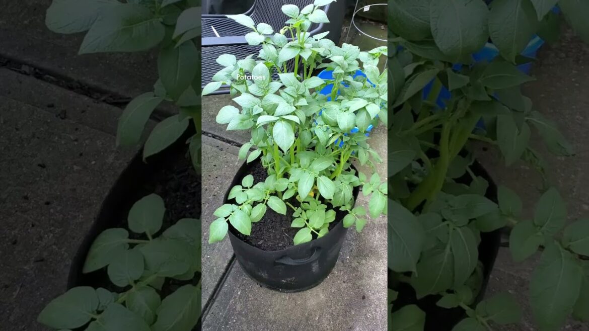 Garden Growth! 🧚‍♀️💚 #garden #gardening #summer #july #containergardening #plants #shorts #fyp