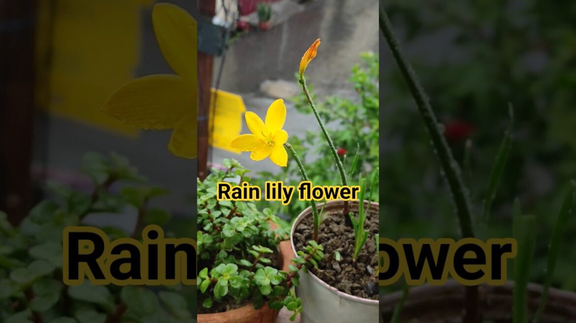 🌸tips to get flowers in rain lily। How to grow rain lily। rain lily plant care। #viral rain lily