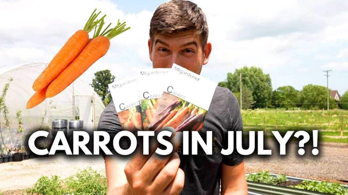 If You Aren’t Planting Carrots in JULY You Are MISSING OUT!