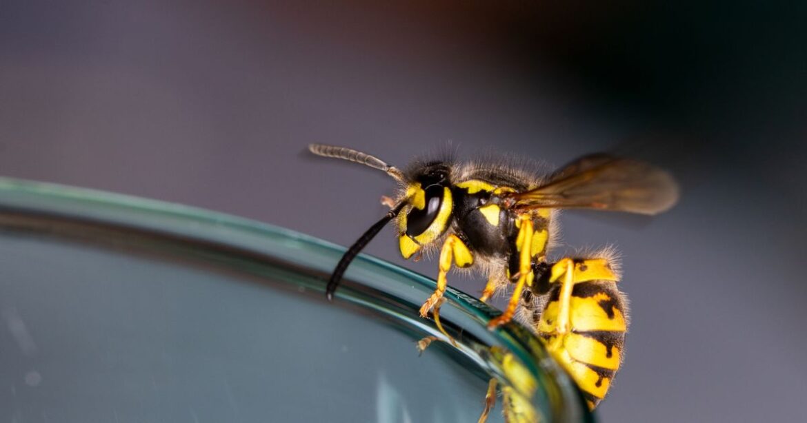 People urged to plant three flowers to repel wasps from their garden Ipso logo