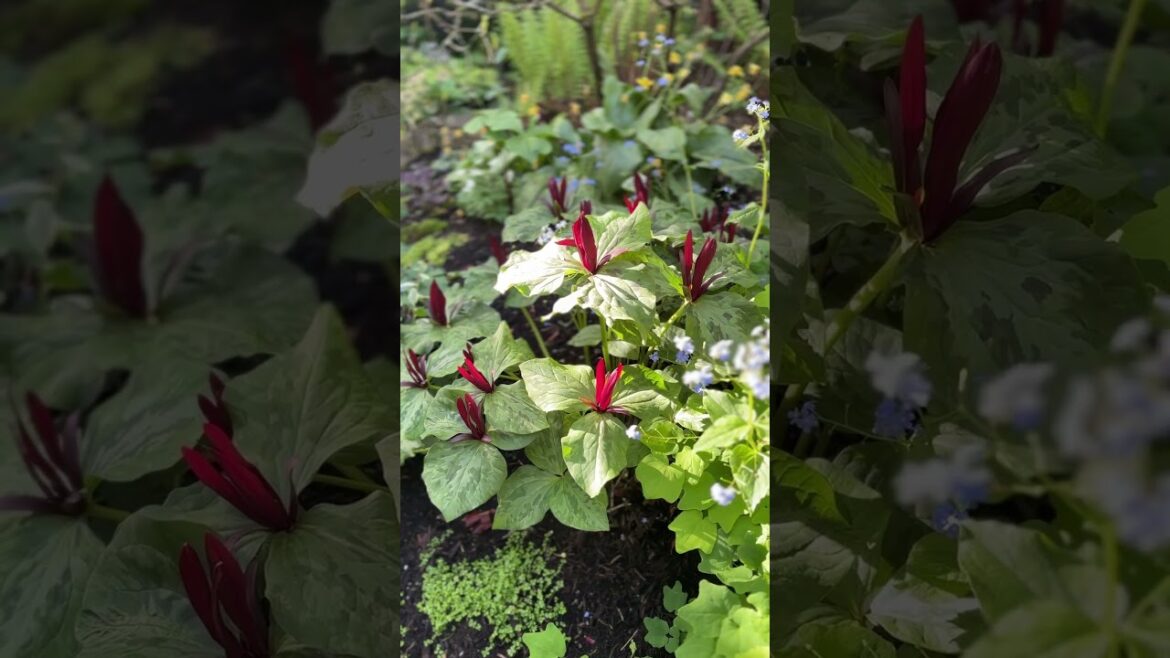 Front Yard Garden Tour in British Columbia #gardentour #gardendesign #britishcolumbia