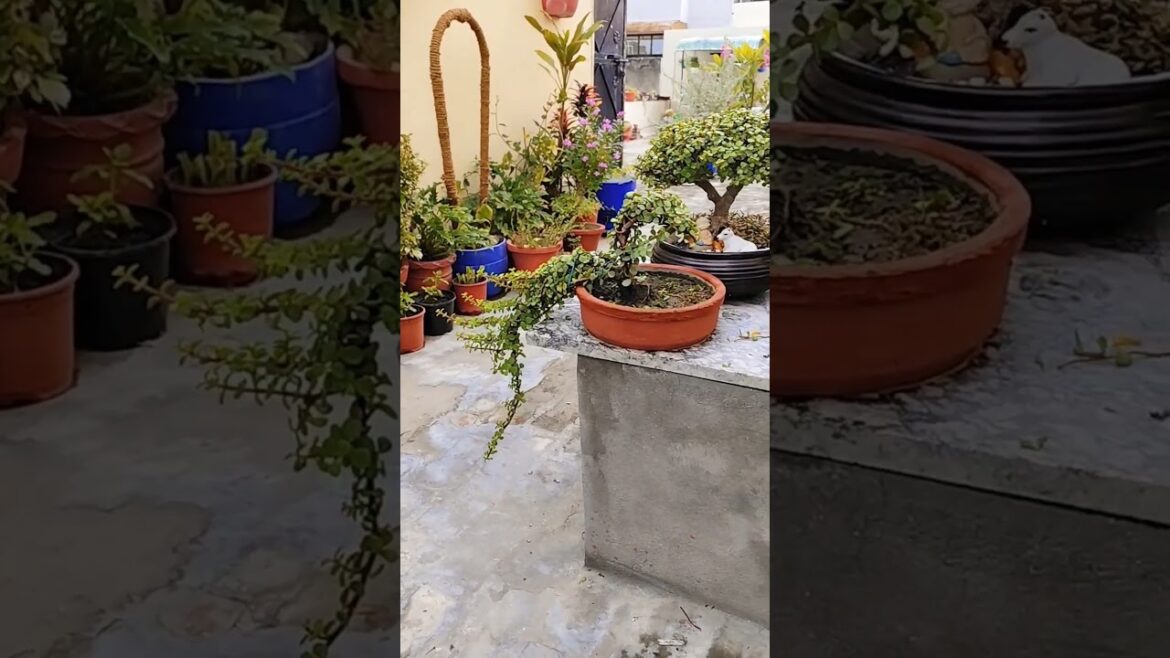 My Jade Topiary starting to look like a Bird #ytshorts #g3indiagarden #containergardening #jade