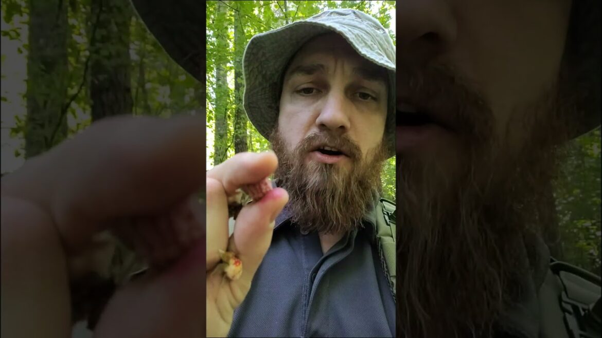 Thimbleberry! High in vitamins and tastes great! Even the leaves are edible. (Part 1 of 2) #foraging