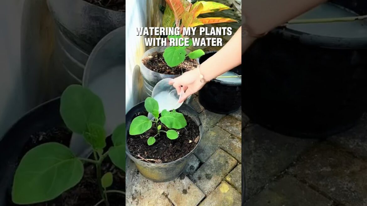 Rice Water Fertilizer Hack for Fast Plant Growth | Organic Gardening Tip #ricewaterforplants