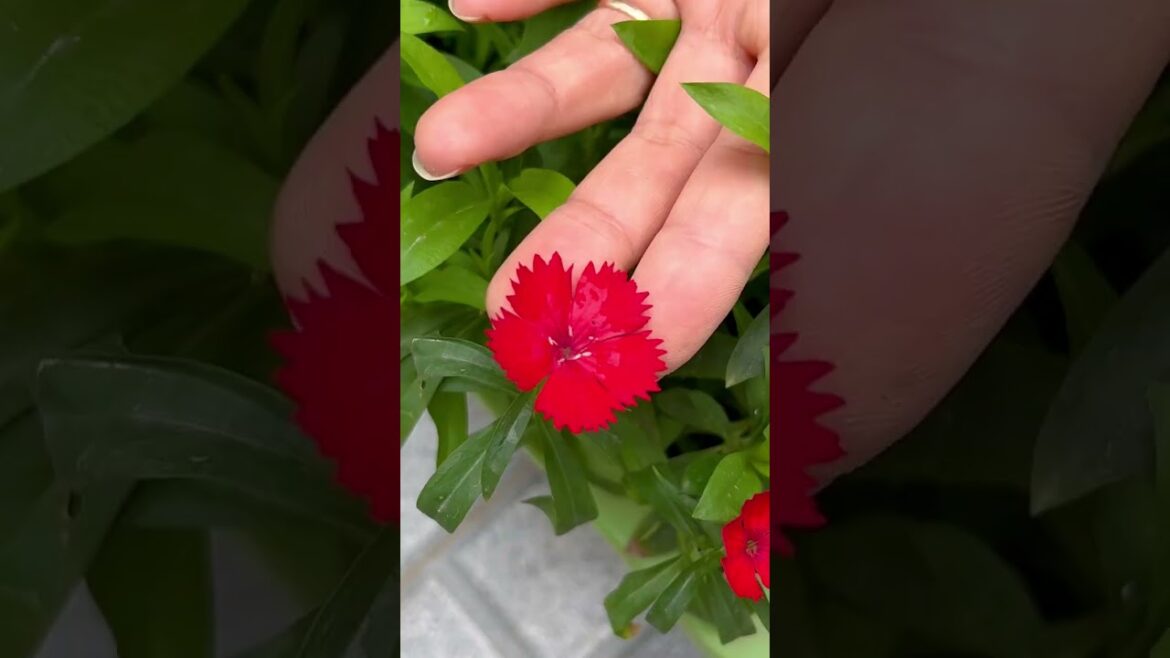 Planting and caring for carnations makes your front yard landscape colorful