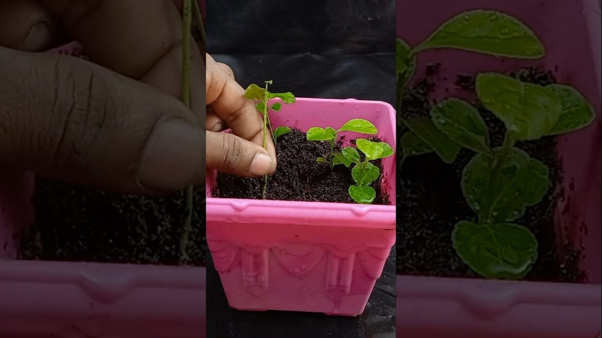 Grow lemon tree from seed #highlights #short #gardenlover #gardening #gardenlove #gardendesign