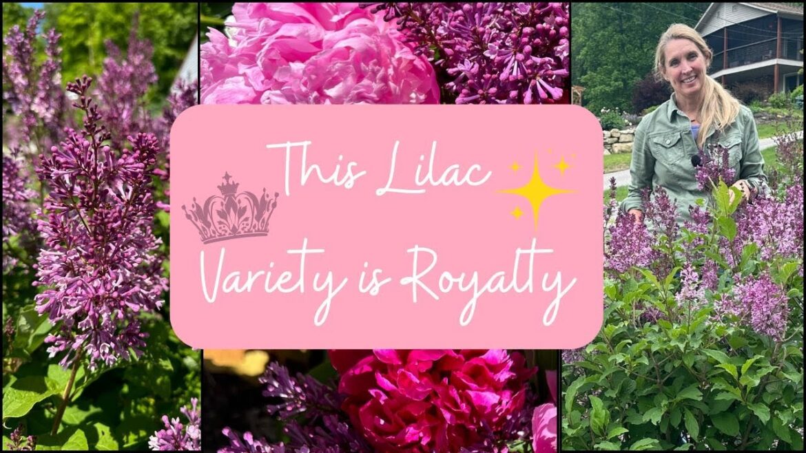 This Gorgeous Lilac is Royalty ๐๐ This Gorgeous Lilac is Royalty ๐๐