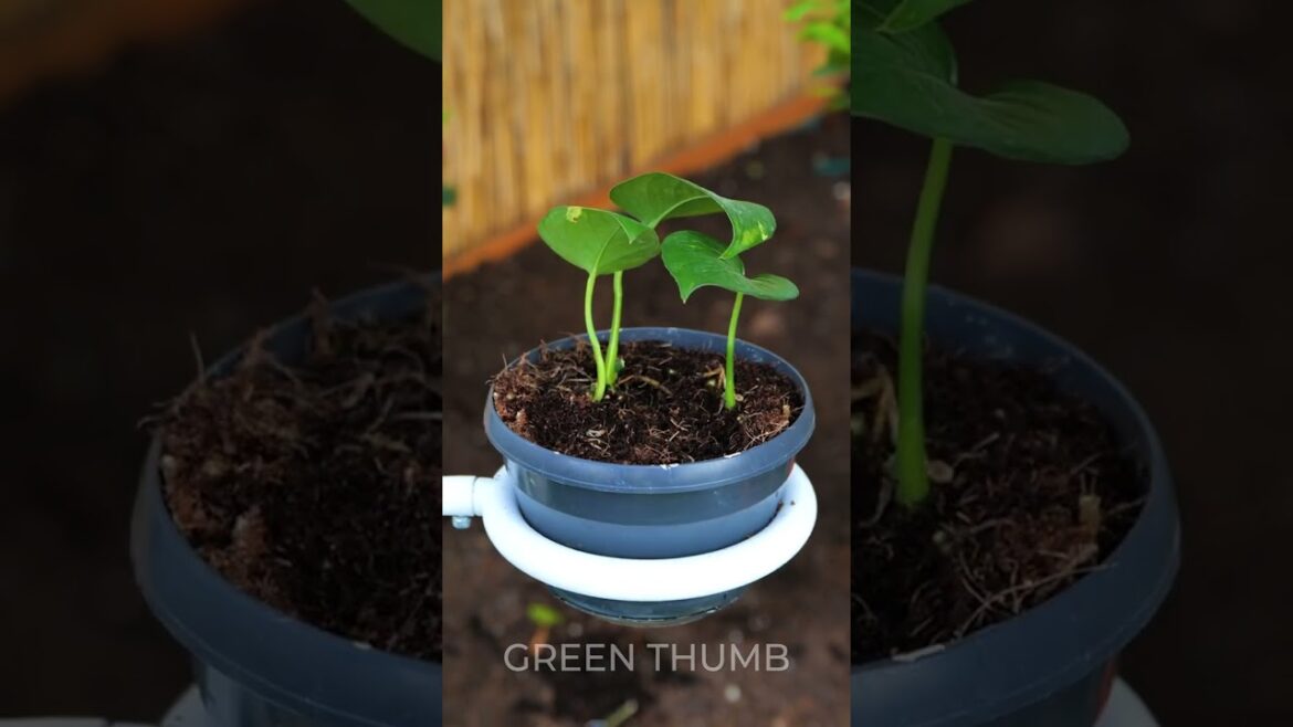 Space-Saving Garden Tricks: Elevate Your Garden Design #gardenspace