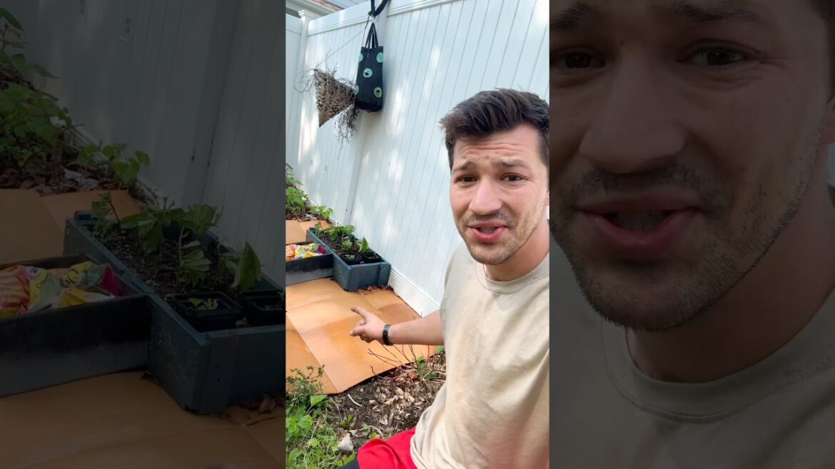 Why Gardeners Are Laying Cardboard Everywhere (Genius Hack!) #gardening