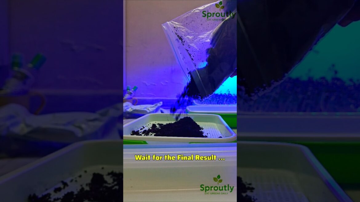 Watch these Tiny Microgreens Grow 👌#healthy #food #viral