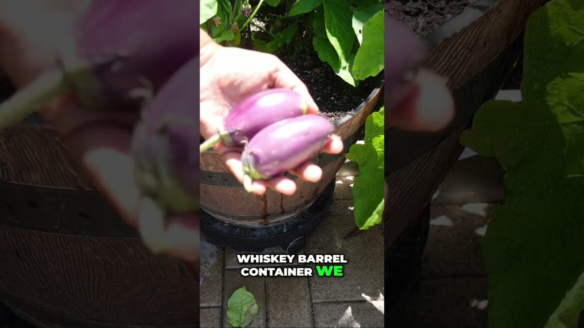 California Gardening: Amazing Dwarf Patio Eggplants! ๐ฟ Compact Variety Review & Growing Tips Amazing Dwarf Patio Eggplants! ๐ฟ Compact Variety Review & Growing Tips
