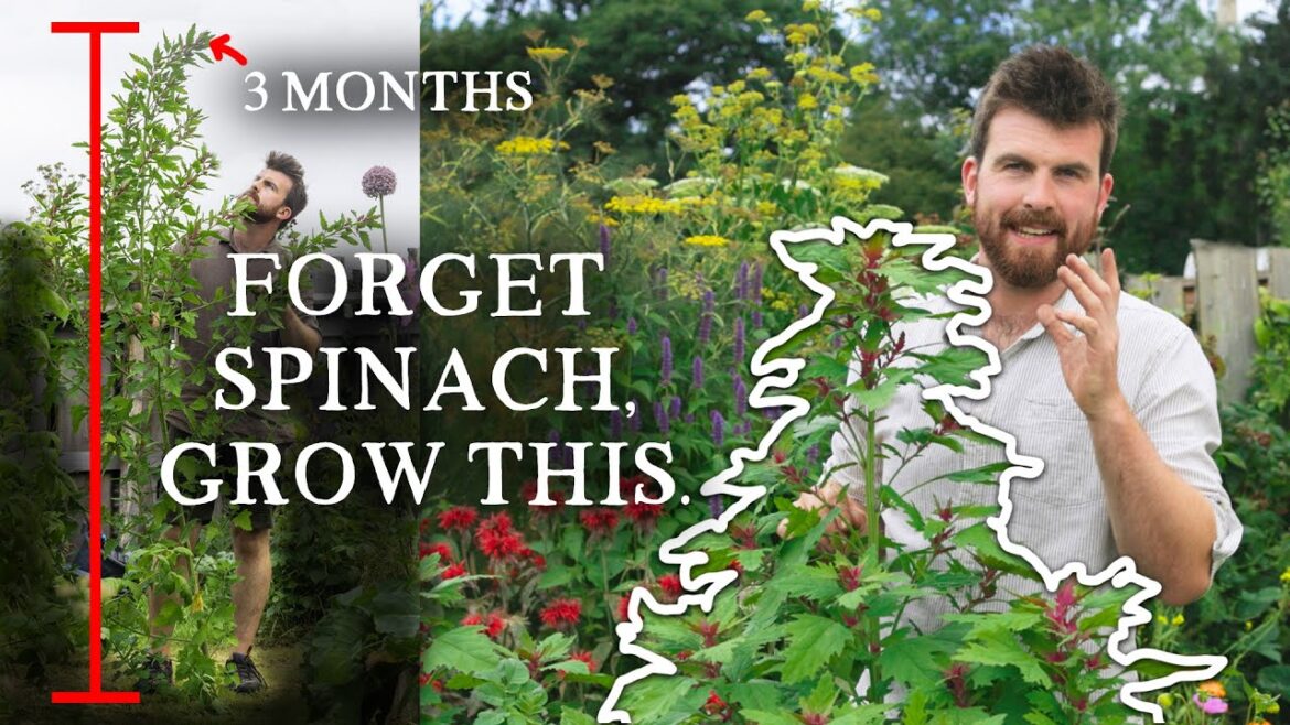 Huw Richards: This Rare Crop Replaces Spinach & Grows MASSIVE This Rare Crop Replaces Spinach & Grows MASSIVE