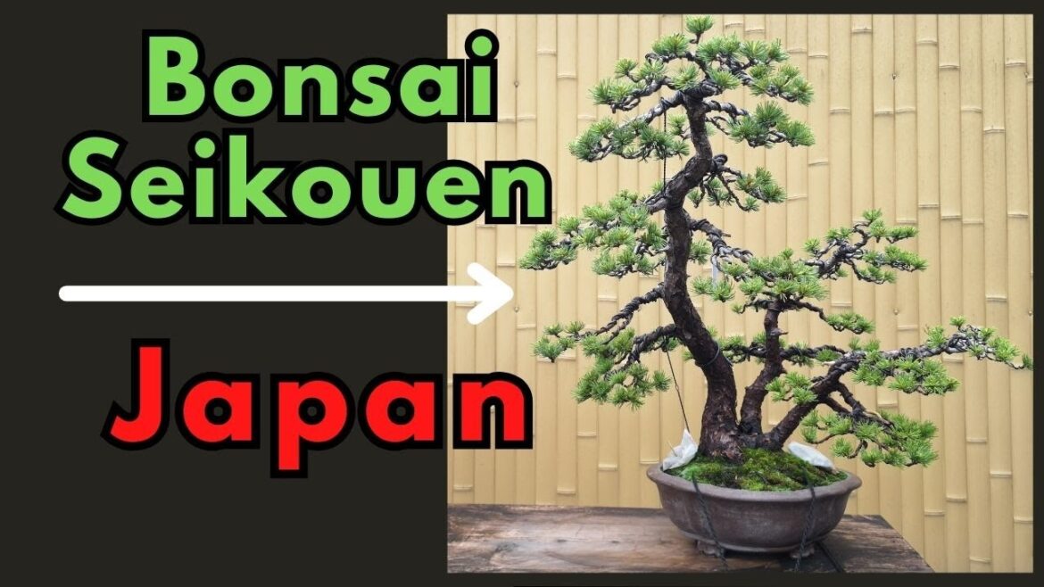 Bonsai Seikouen Tokyo Japan Walkthrough