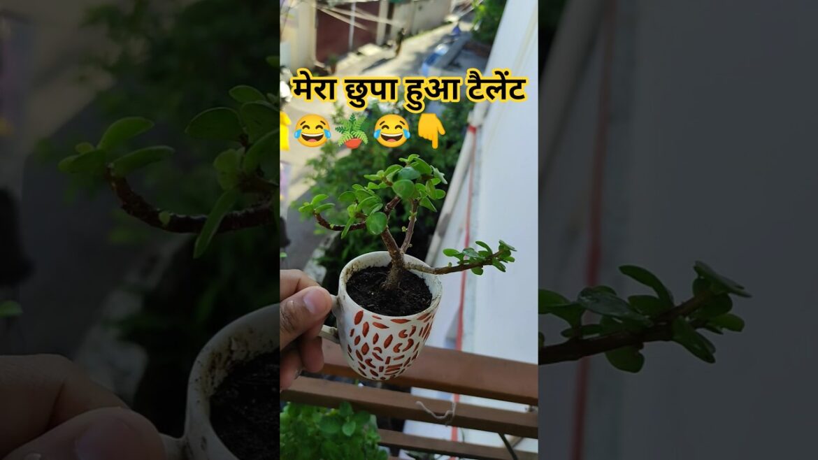 Bina hole ke cup planter😂 Jade plant। Jade plant care। Jade bonsai। #jadeplant #jadeplantcare #viral